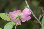 Prairie rose